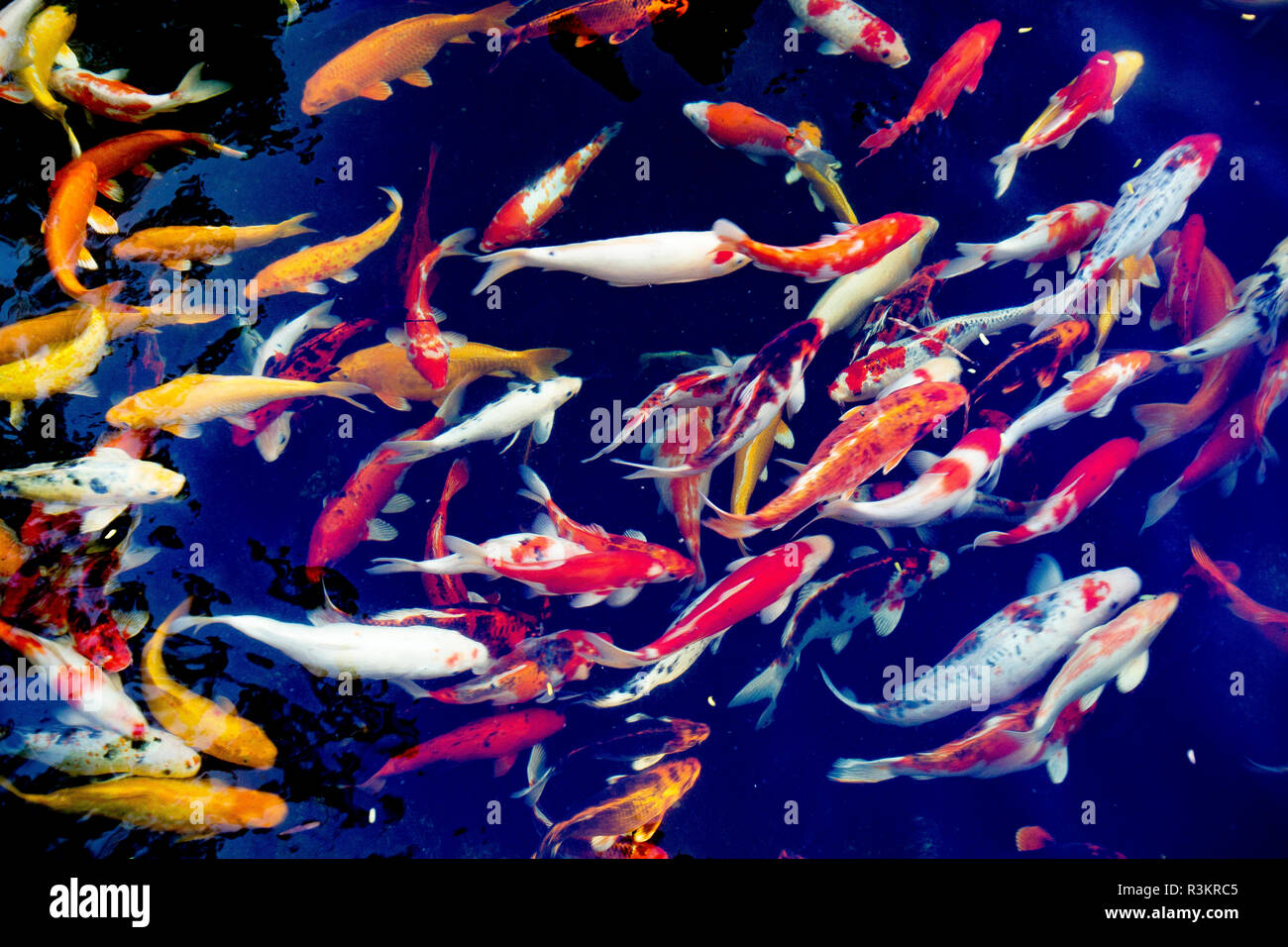 Uno spettacolare pesce Koi pond. Hoi An. Il Vietnam. Foto Stock