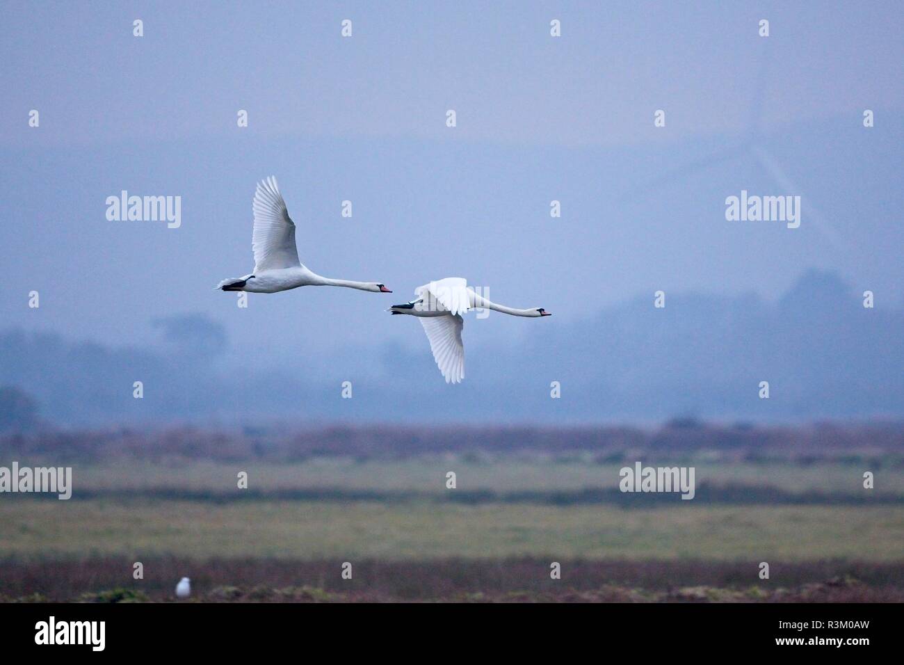 I cigni muti (Cygnus olor) volano sopra i livelli di Pevensey oggi al crepuscolo dopo una giornata fredda nel Sussex orientale, Regno Unito. Foto Stock