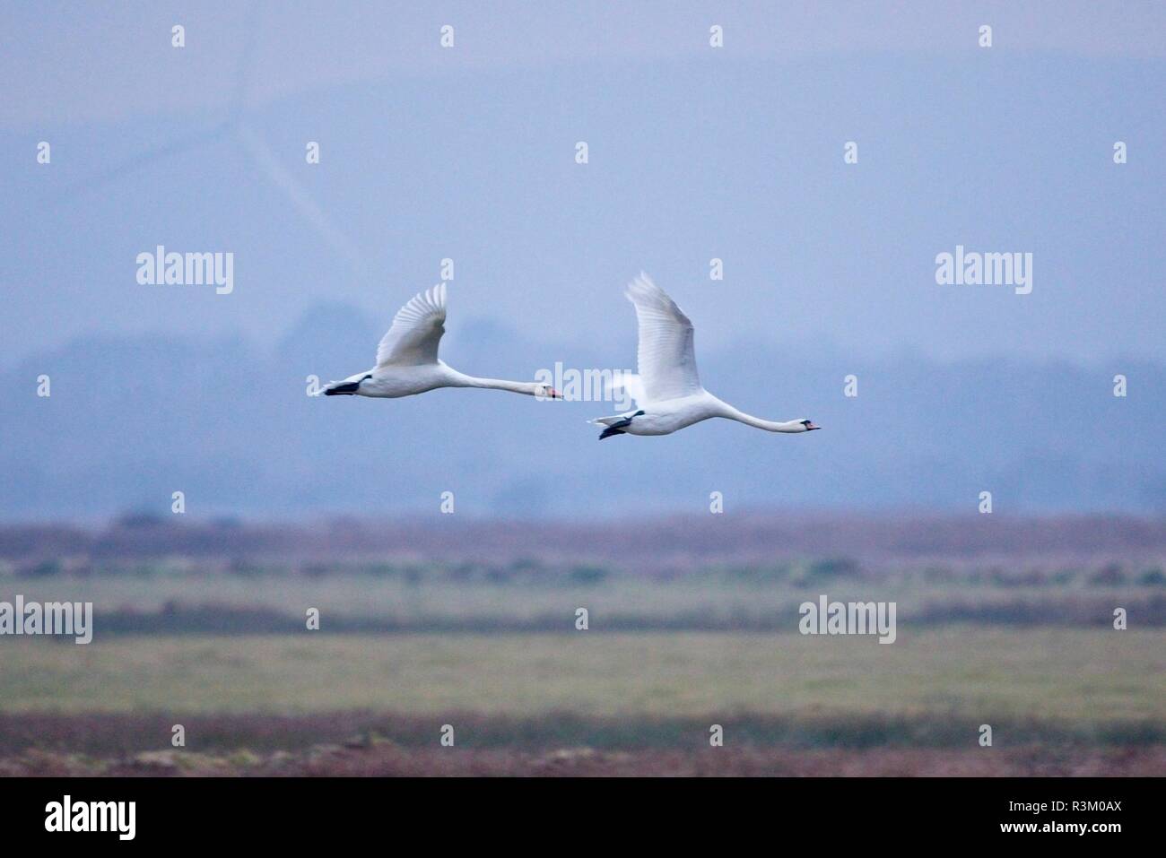 I cigni muti (Cygnus olor) volano sopra i livelli di Pevensey oggi al crepuscolo dopo una giornata fredda nel Sussex orientale, Regno Unito. Foto Stock