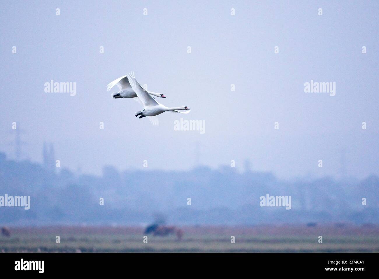 I cigni muti (Cygnus olor) volano sopra i livelli di Pevensey oggi al crepuscolo dopo una giornata fredda nel Sussex orientale, Regno Unito. Foto Stock