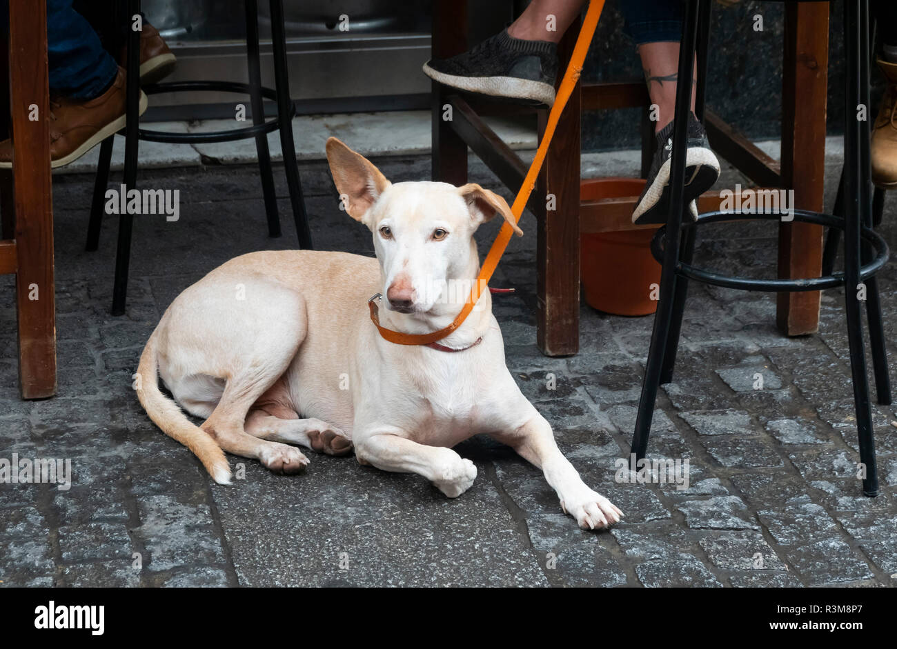Il Segugio andaluso Foto Stock