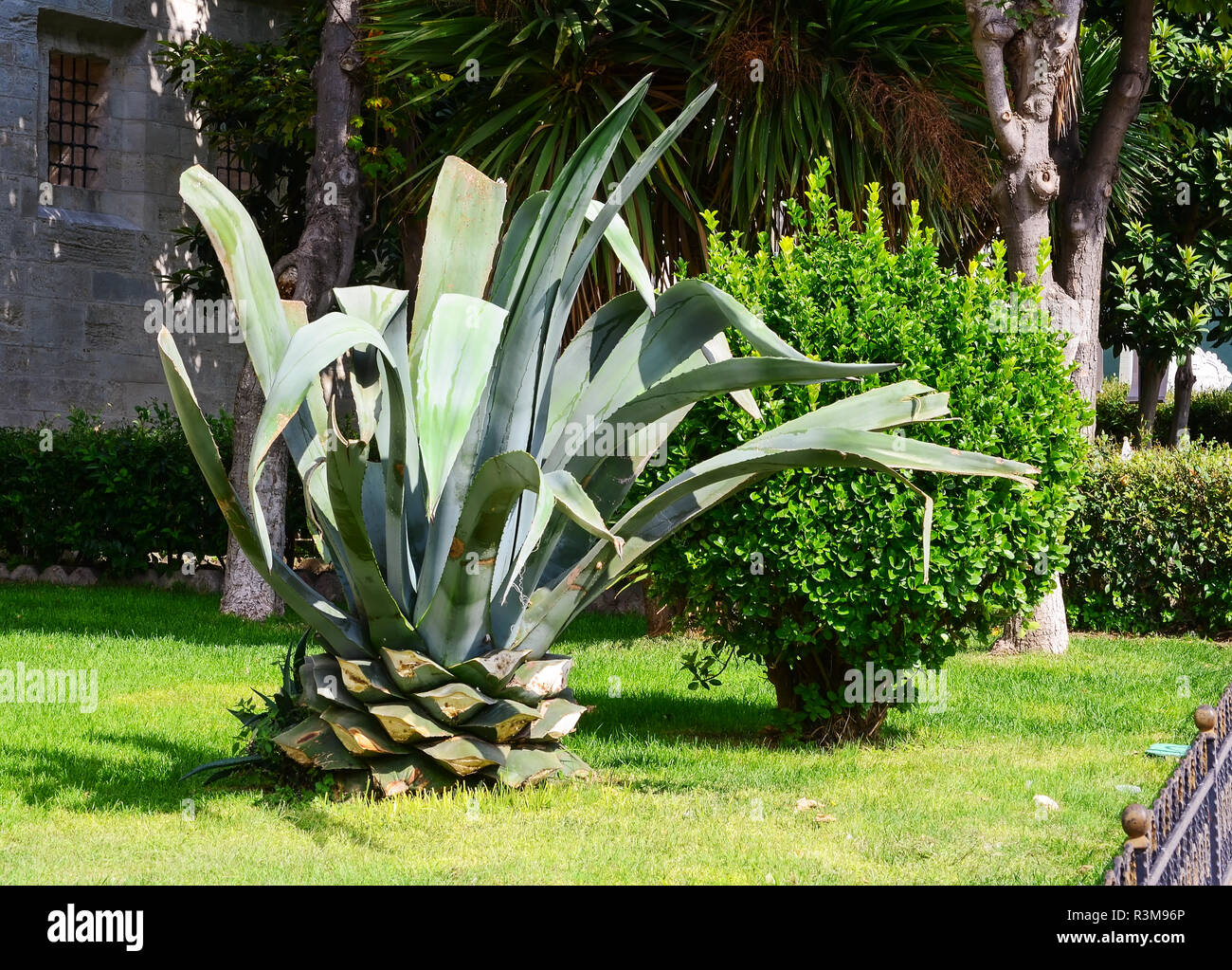 Agave blu con cut off foglie inferiore appare come un gigante di ananas. Foto Stock