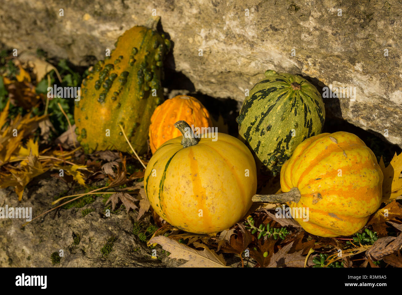 ZierkÃ¼rbisse Foto Stock