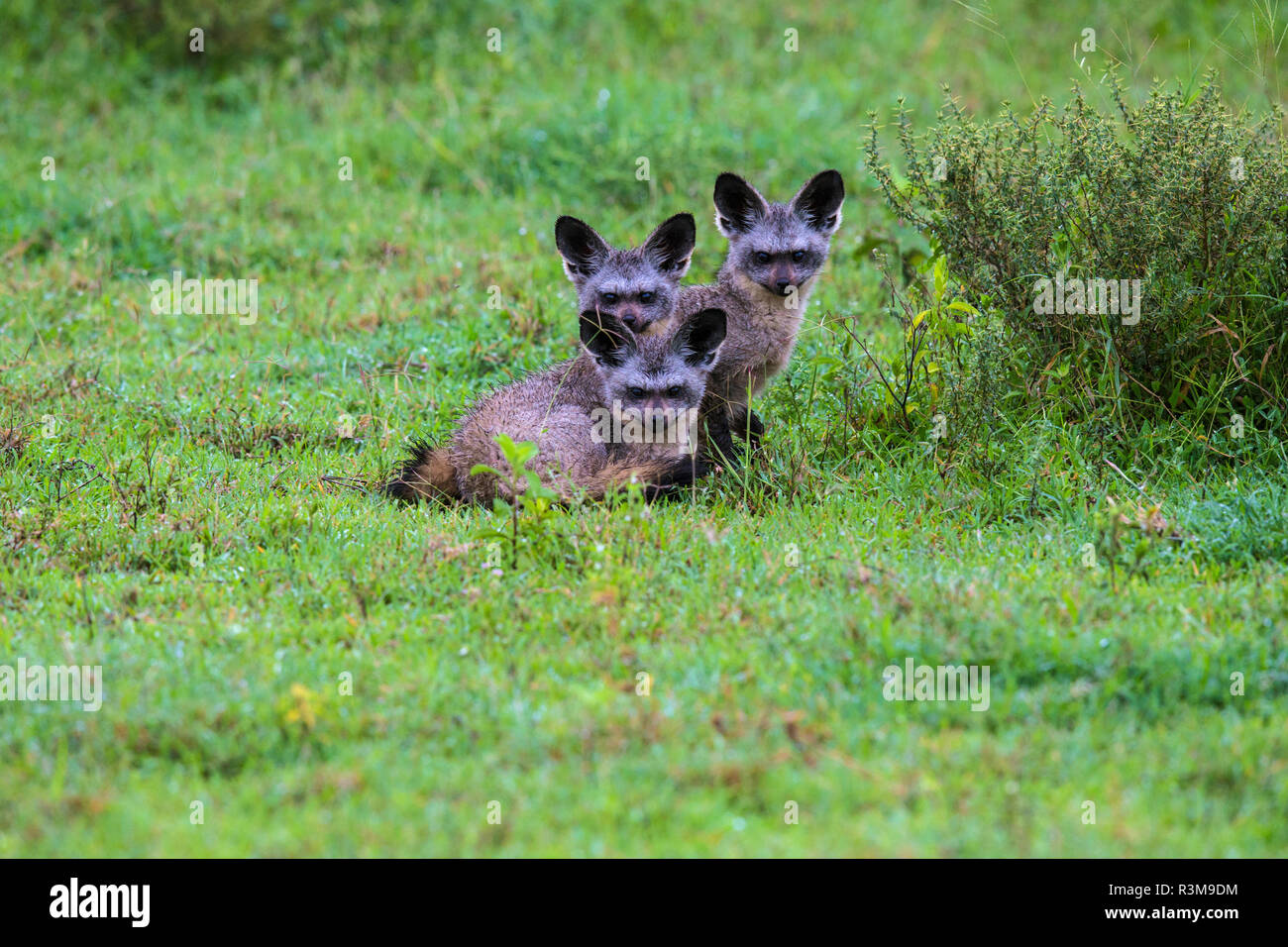 L'Africa. Tanzania. Bat-eared Fox (Otocyon megalotis) al Parco Nazionale del Serengeti. Foto Stock