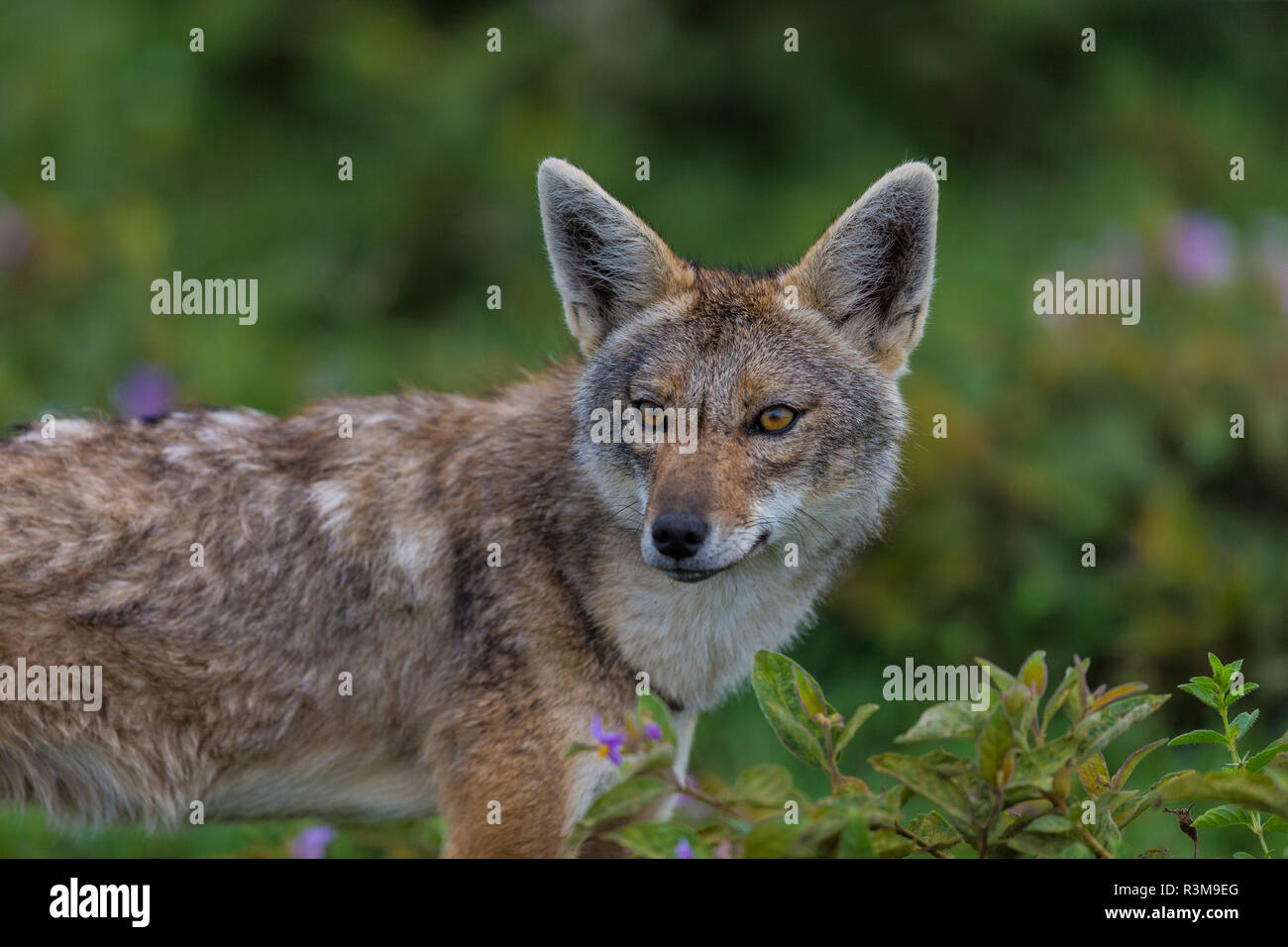 L'Africa. Tanzania. Golden jackal (Canis aureus), il Parco Nazionale del Serengeti. Foto Stock