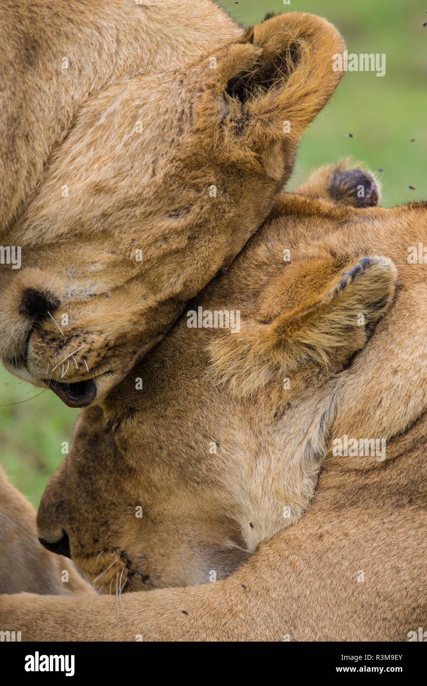 L'Africa. Tanzania. Leoni africani (Panthera Leo) a Ndutu, Serengeti National Park. Foto Stock