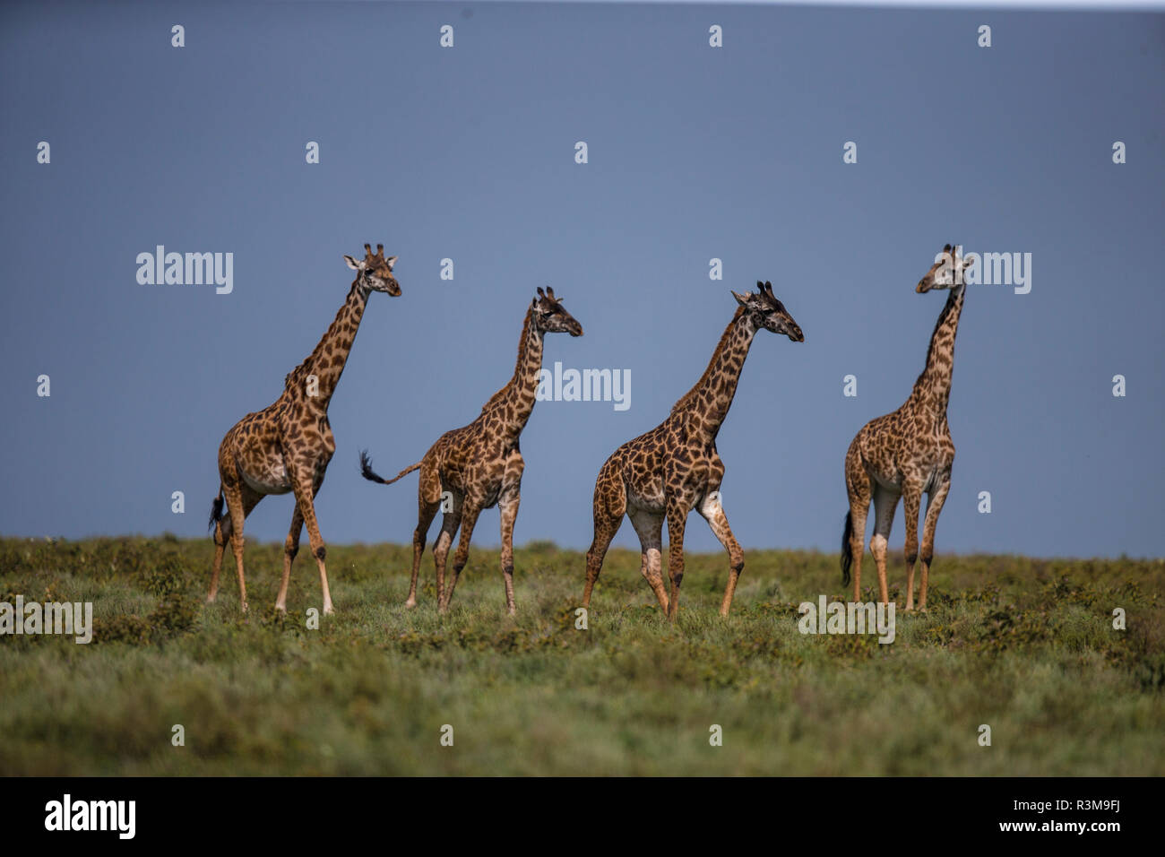 L'Africa. Tanzania. Masai giraffe (Giraffa tippelskirchi) a Ndutu, Serengeti National Park. Foto Stock