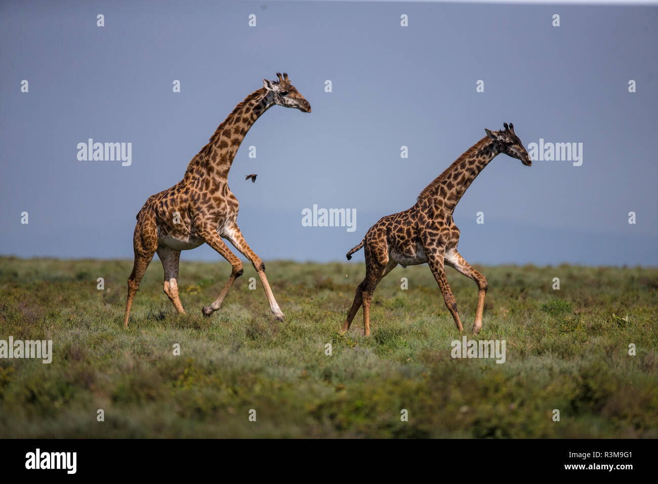 L'Africa. Tanzania. Masai giraffe (Giraffa tippelskirchi) a Ndutu, Serengeti National Park. Foto Stock