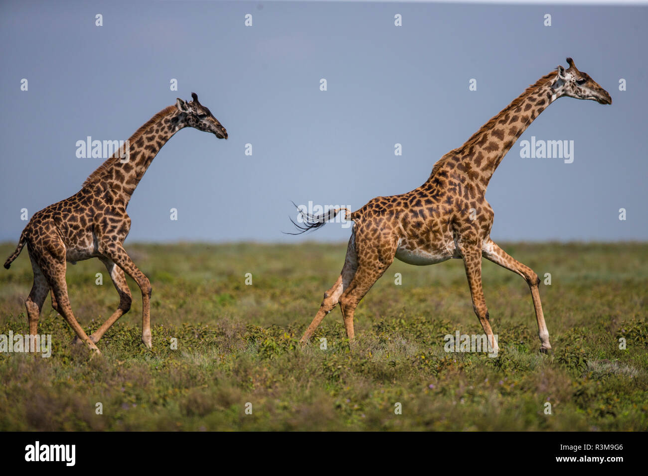 L'Africa. Tanzania. Masai giraffe (Giraffa tippelskirchi) a Ndutu, Serengeti National Park. Foto Stock
