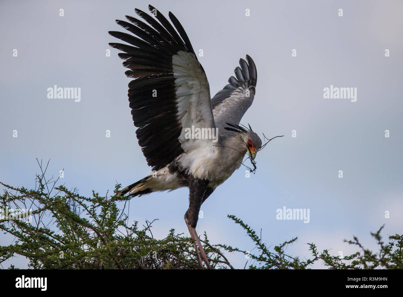 L'Africa. Tanzania. Segretario di uccelli (Sagittarius serpentarius) nel Parco Nazionale del Serengeti. Foto Stock