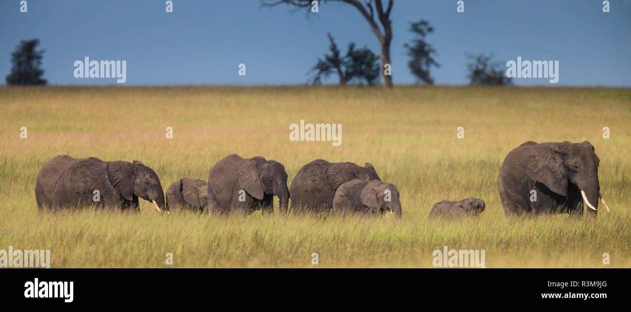 L'Africa. Tanzania. L'elefante africano (Loxodonta africana) al Parco Nazionale del Serengeti. Foto Stock