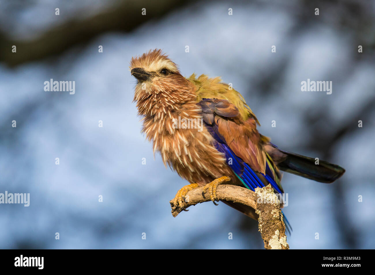 Tanzania, uccello Foto Stock