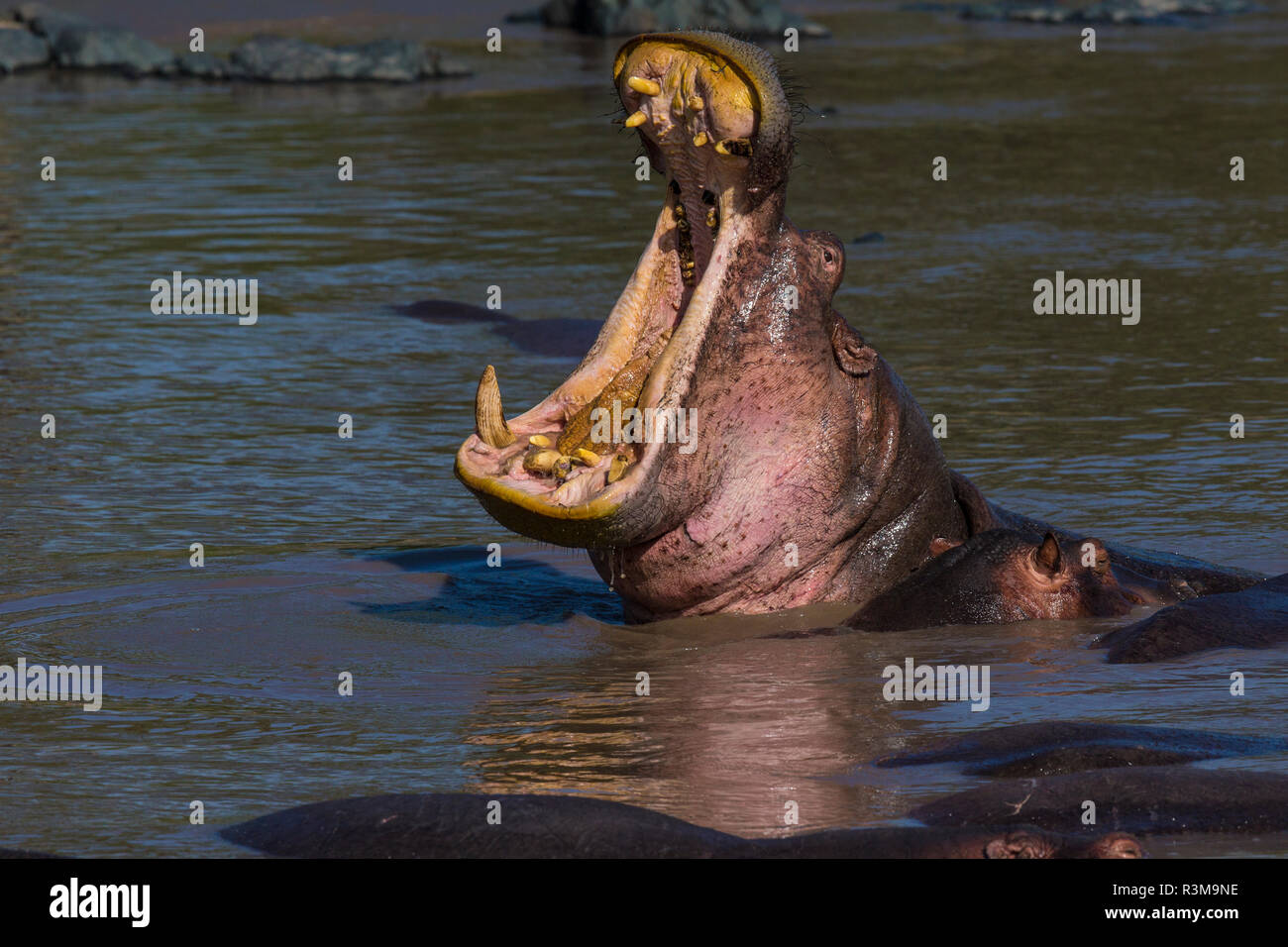 L'Africa. Tanzania. Ippopotamo yawn (Hippopotamus amphibius), il Parco Nazionale del Serengeti. Foto Stock