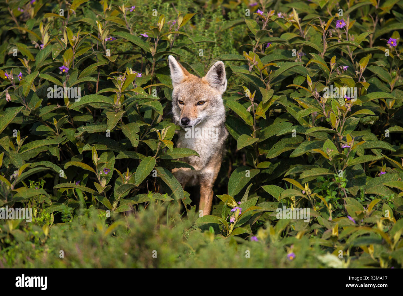 L'Africa. Tanzania. Golden jackal (Canis aureus), il Parco Nazionale del Serengeti. Foto Stock