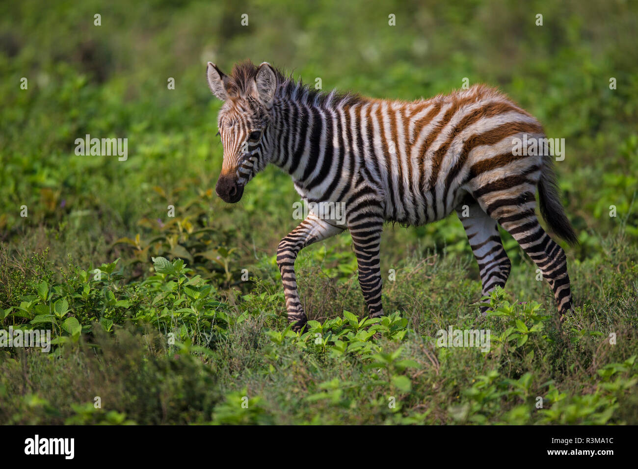 L'Africa. Tanzania. Zebra (Equus quagga) colt, Serengeti National Park. Foto Stock