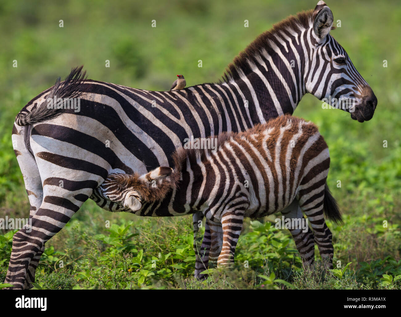 L'Africa. Tanzania. Zebra femmina (Equus quagga) con colt, Serengeti National Park. Foto Stock