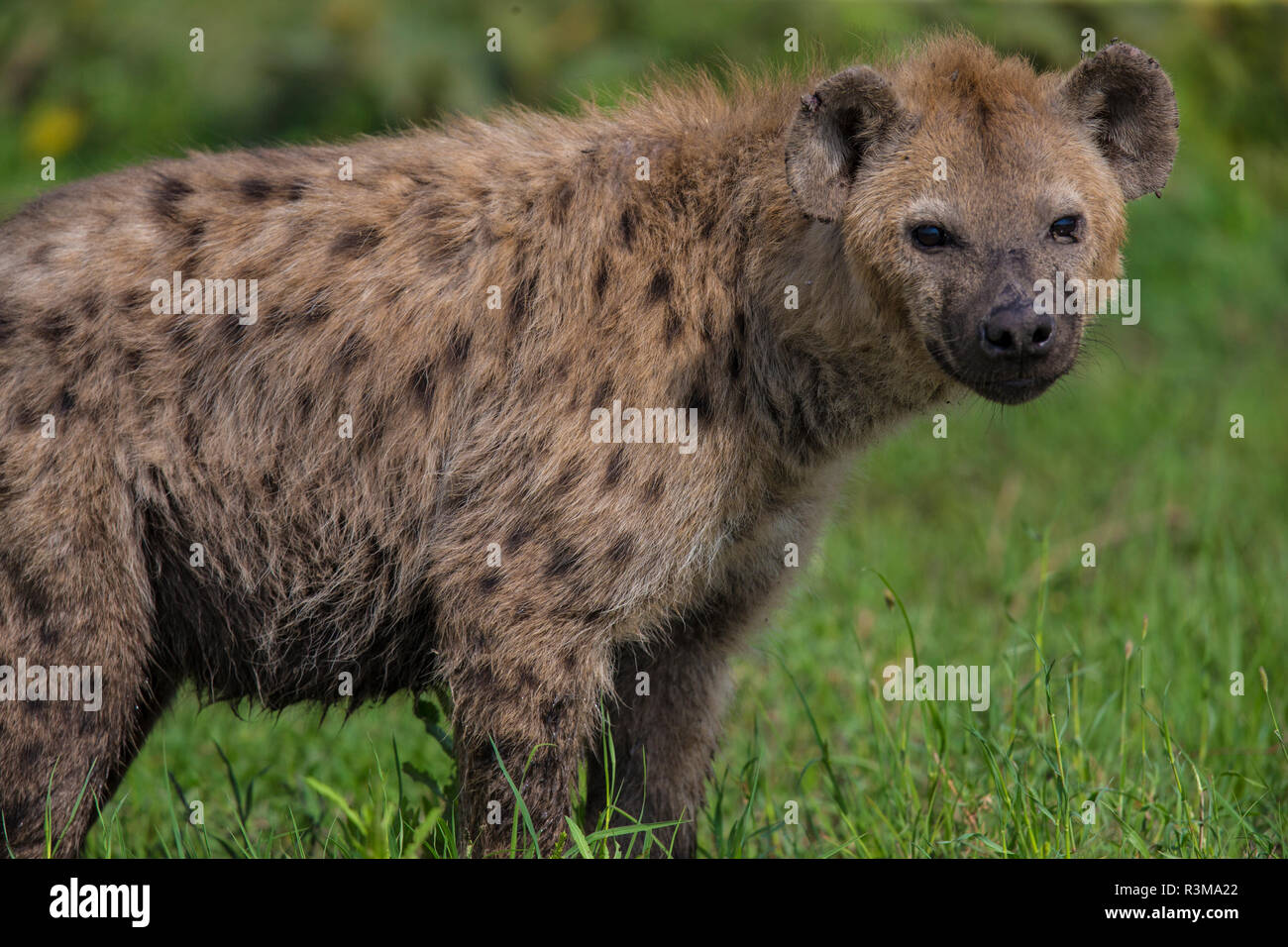 L'Africa. Tanzania. Spotted Hyena (Crocuta Crocuta) al Parco Nazionale del Serengeti. Foto Stock