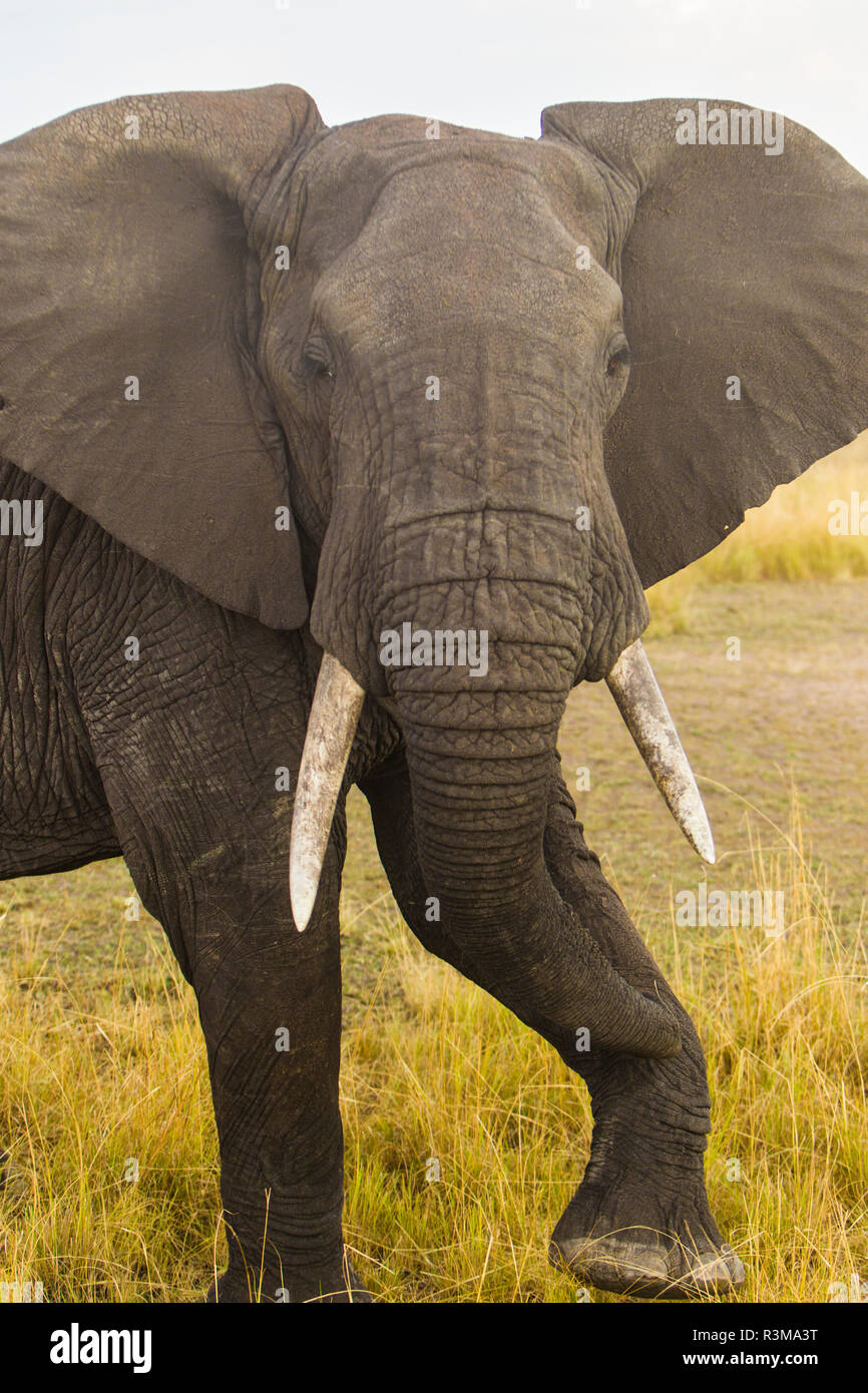 L'Africa. Tanzania. Elefante africano (Loxodonta africana) al Parco Nazionale del Serengeti. Foto Stock
