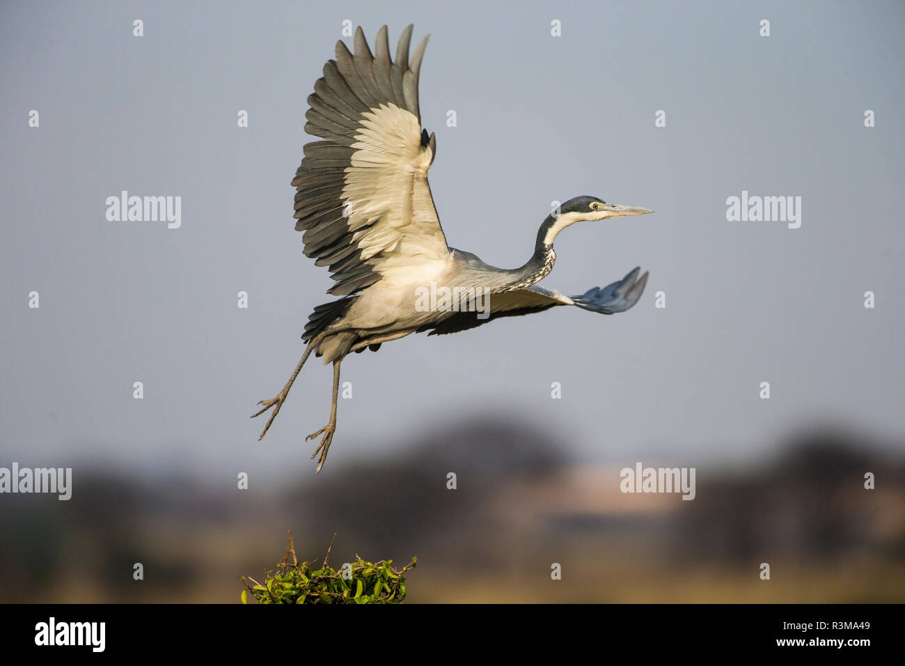 L'Africa. Tanzania. Airone cinerino (Ardea cinerea), il Parco Nazionale del Serengeti Foto Stock