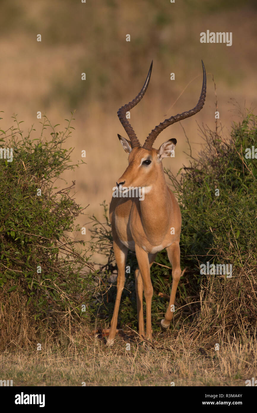 L'Africa. Tanzania. Impala maschio (Aepyceros Melampus), il Parco Nazionale del Serengeti. Foto Stock