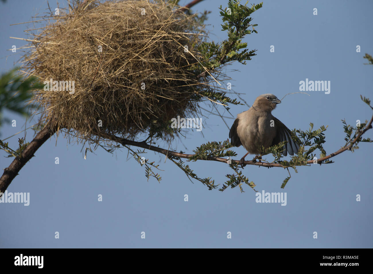 L'Africa. Tanzania. Grigio-capped social weaver (Pseudonigrita arnaudi) costruire un nido a Parco Nazionale del Serengeti. Foto Stock