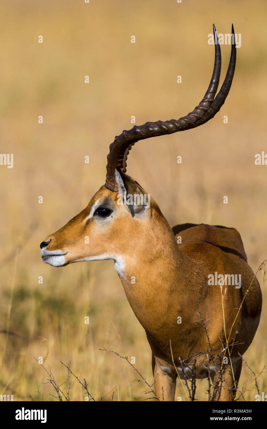 L'Africa. Tanzania. Impala maschio (Aepyceros Melampus), il Parco Nazionale del Serengeti. Foto Stock