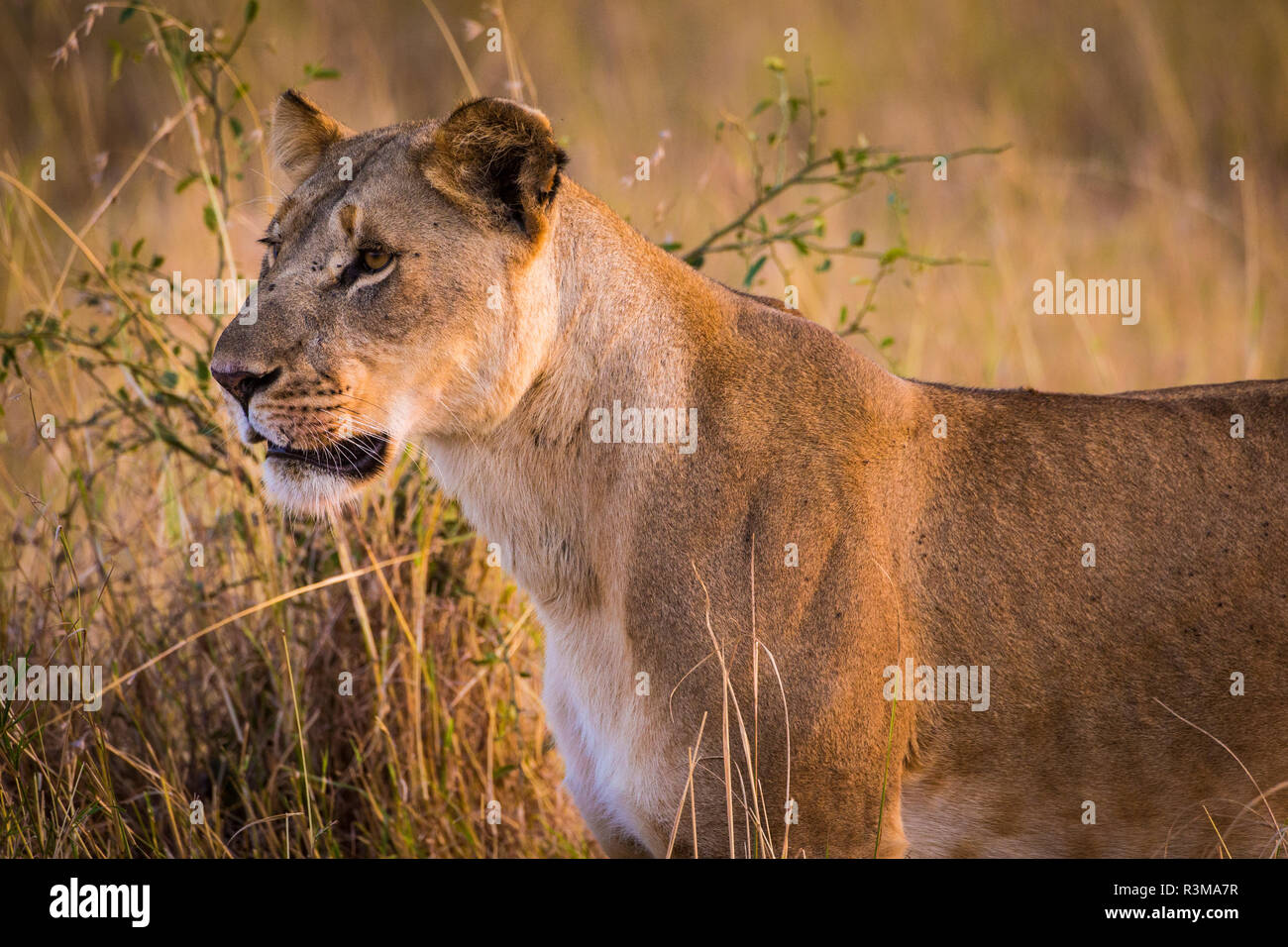 L'Africa. Tanzania. Leonessa africana (Panthera Leo), il Parco Nazionale del Serengeti. Foto Stock