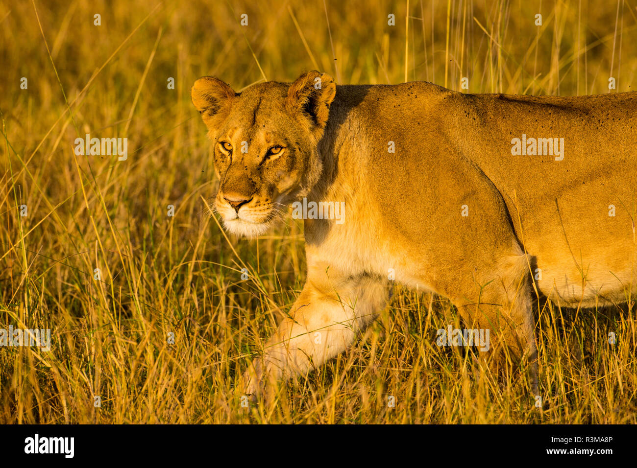 L'Africa. Tanzania. Leonessa africana (Panthera Leo), il Parco Nazionale del Serengeti. Foto Stock