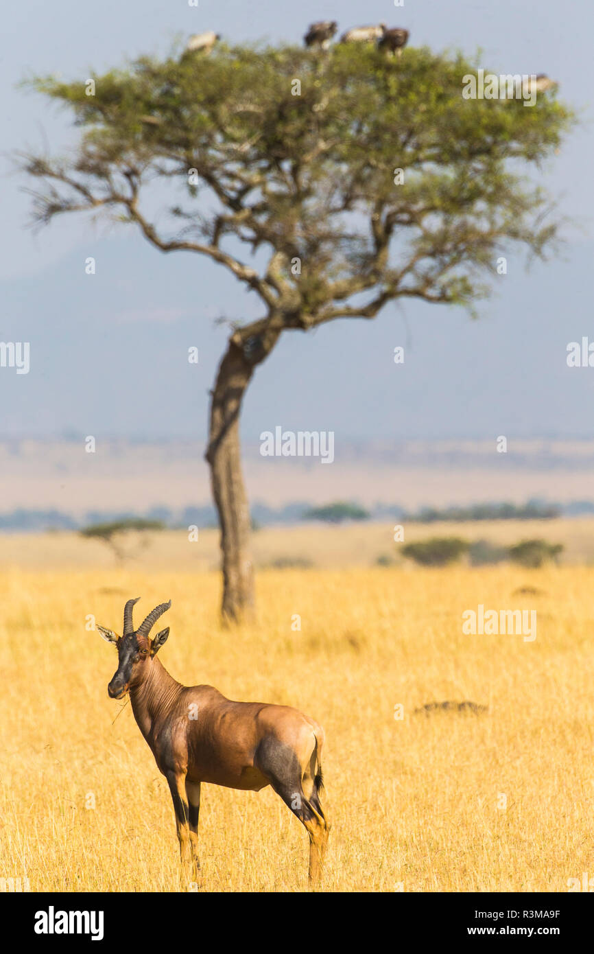 L'Africa. Tanzania. Topi (Damaliscus lunatus), il Parco Nazionale del Serengeti. Foto Stock