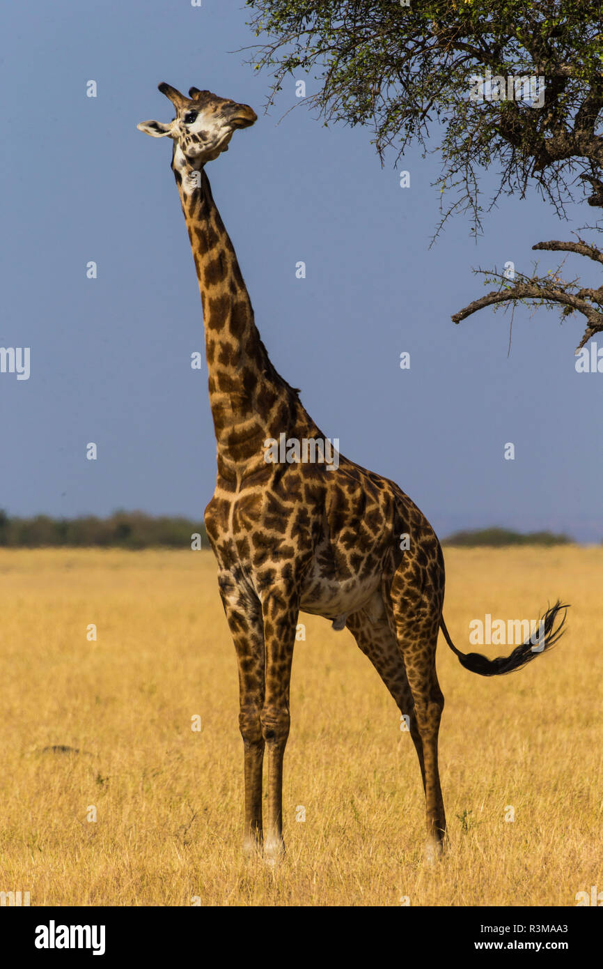 L'Africa. Tanzania. Masai giraffe (Giraffa tippelskirchi) al Parco Nazionale del Serengeti. Foto Stock