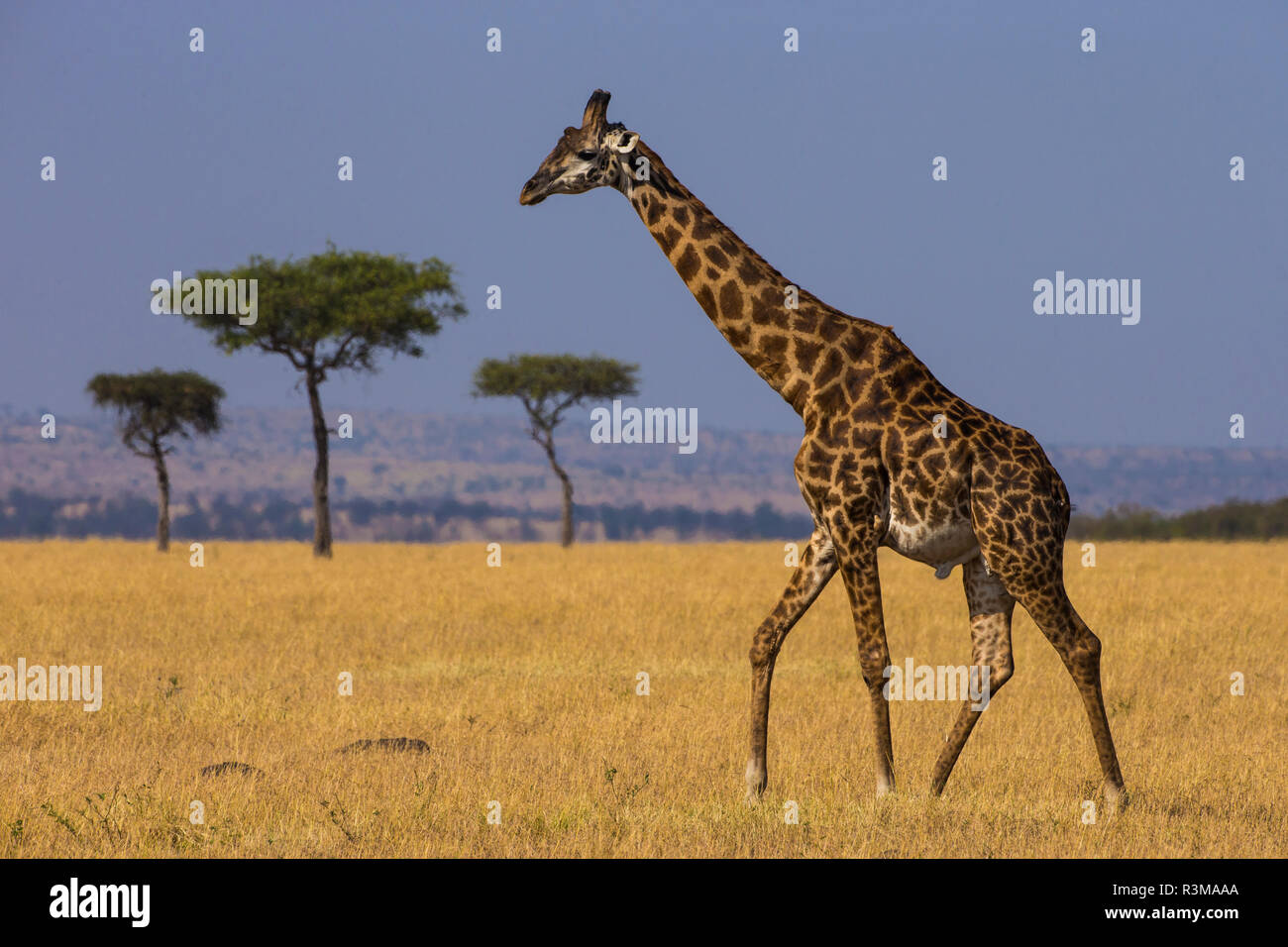 L'Africa. Tanzania. Masai giraffe (Giraffa tippelskirchi) al Parco Nazionale del Serengeti. Foto Stock