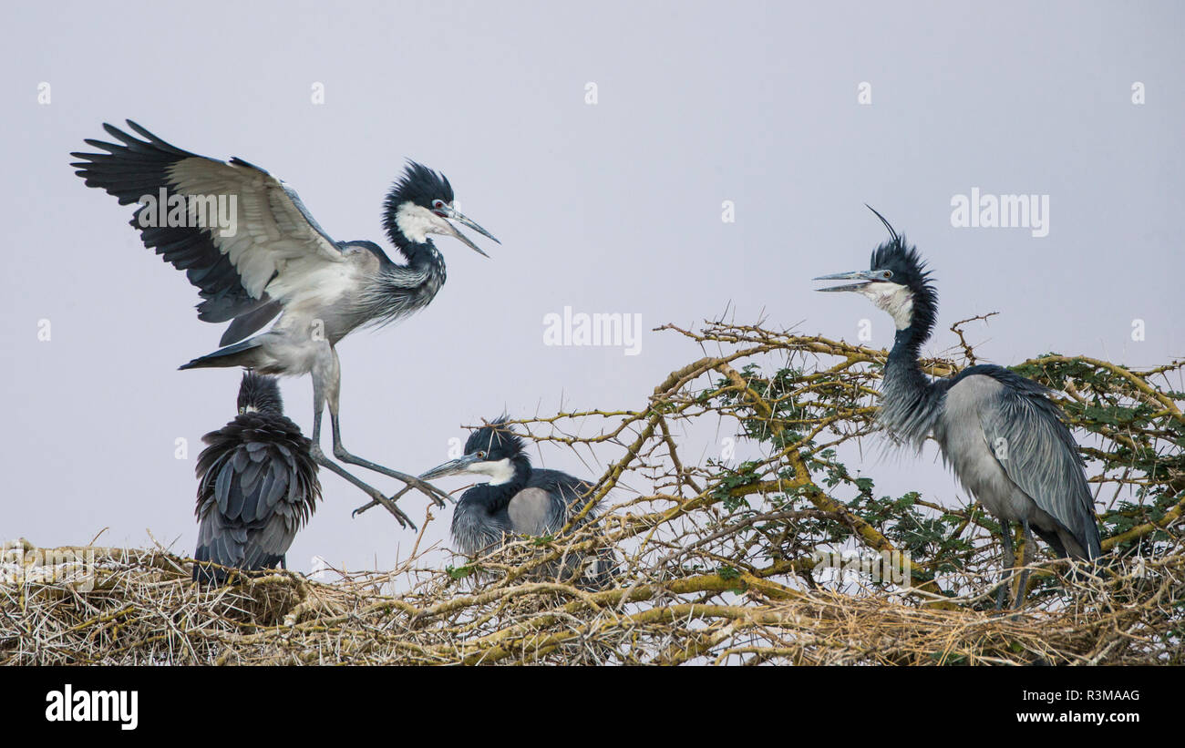 L'Africa. Tanzania. Airone cinerino (Ardea cinerea), il Parco Nazionale del Serengeti Foto Stock