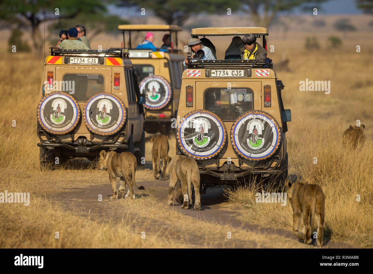 L'Africa. Tanzania. I turisti su safari guarda i Lions, Serengeti National Park. Foto Stock