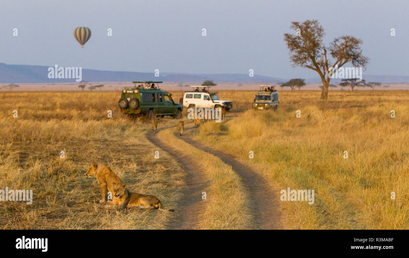 L'Africa. Tanzania. I turisti su safari guarda i Lions, Serengeti National Park. Foto Stock