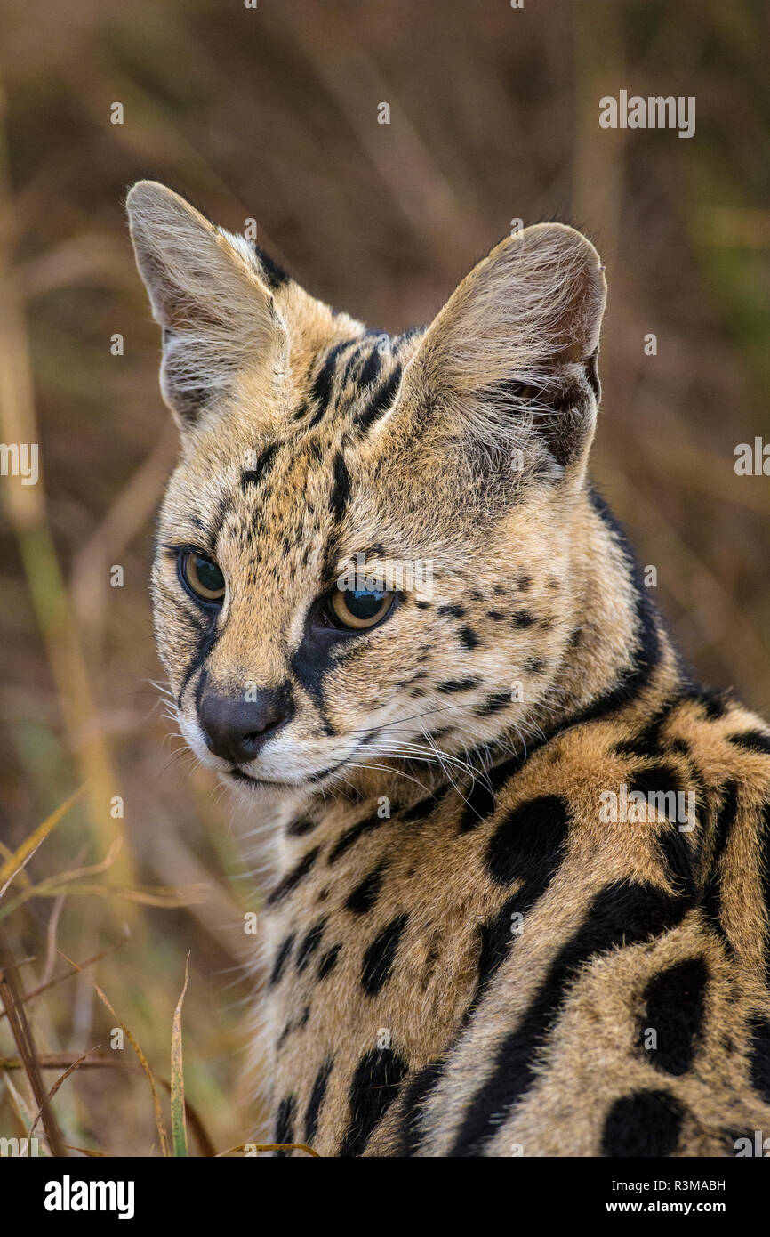 L'Africa. Tanzania. Serval cat (Leptailurus serval) caccia, Serengeti National Park. Foto Stock