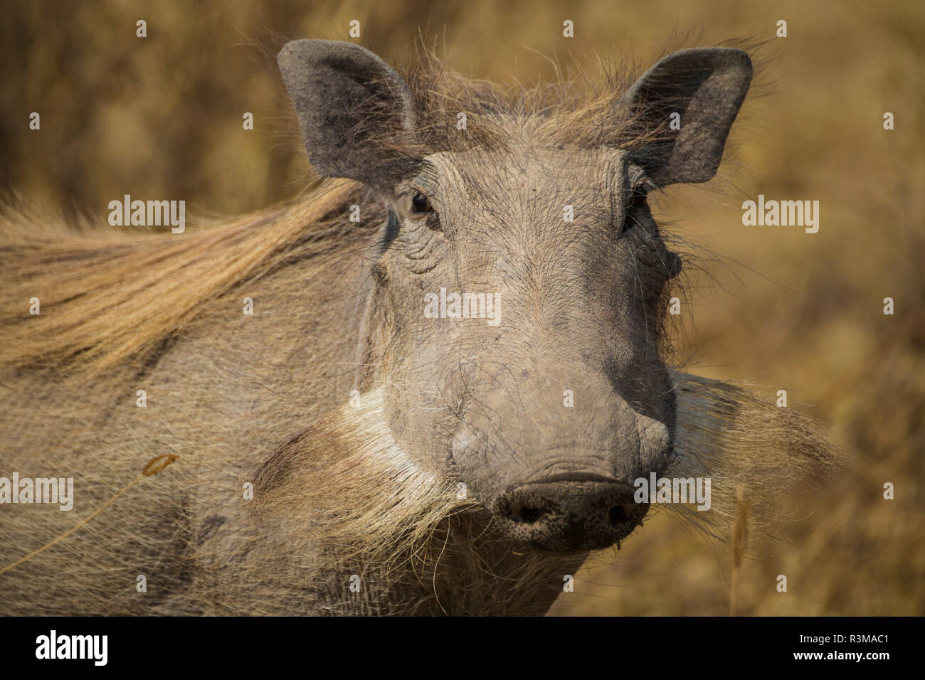 L'Africa. Tanzania. Warthog comune (Phacochoerus africanus), il Parco Nazionale del Serengeti. Foto Stock