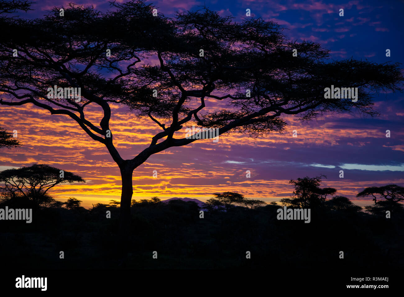 L'Africa. Tanzania. Alba a Ndutu, Serengeti National Park. Foto Stock