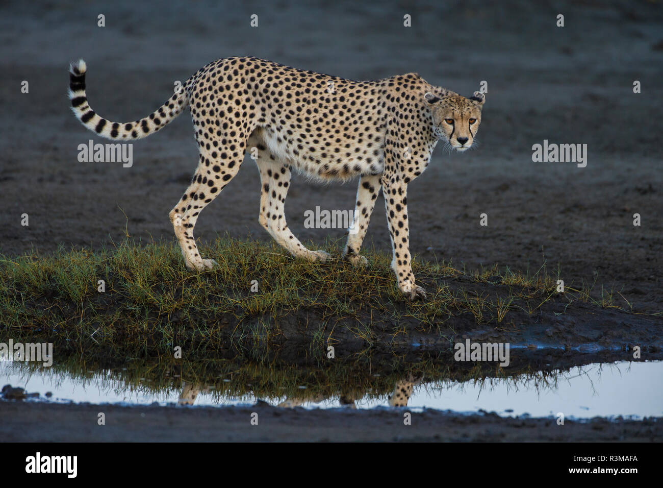 L'Africa. Tanzania. Ghepardo (Acinonyx jubatus) a Ndutu, Serengeti National Park. Foto Stock