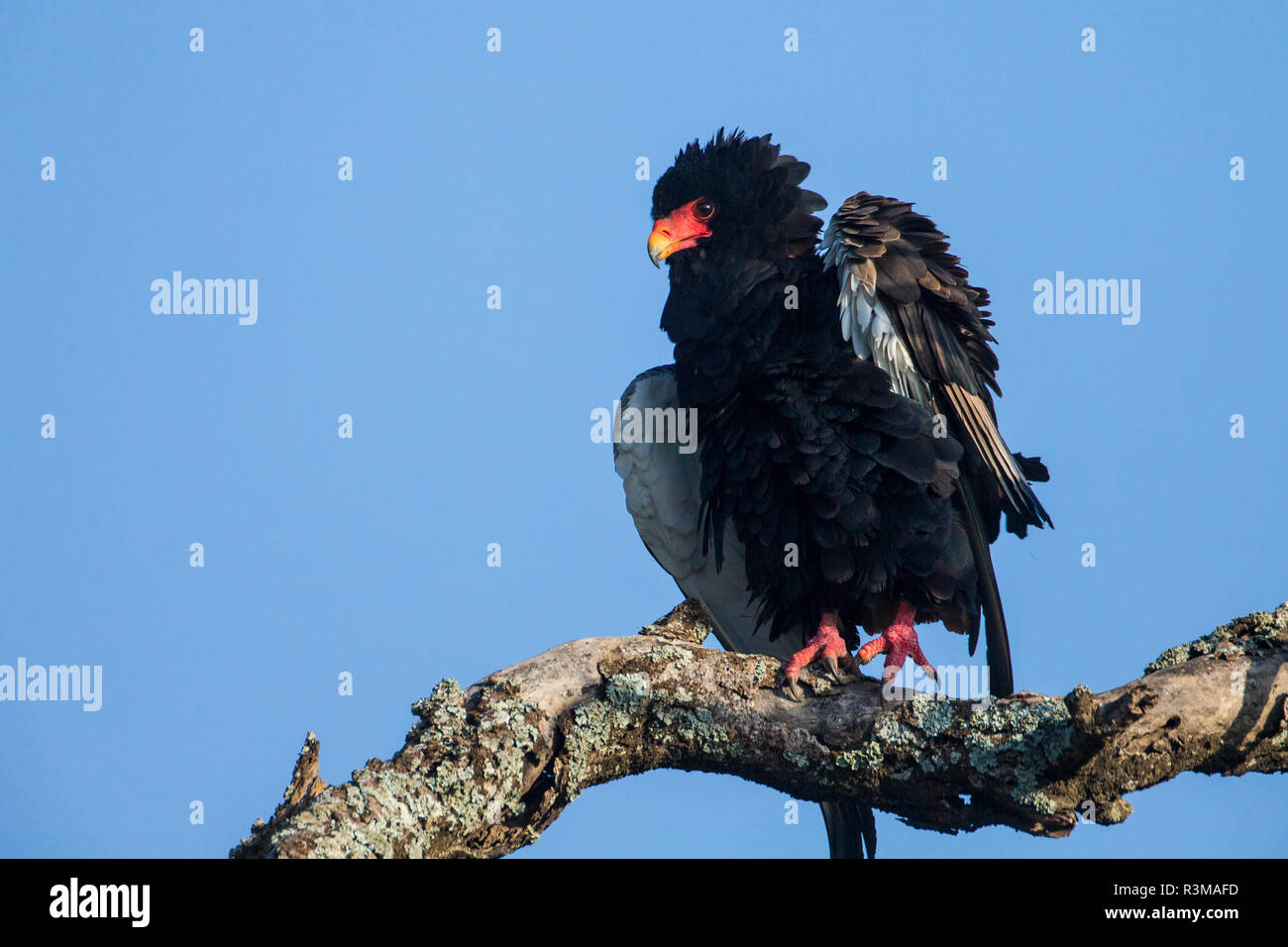 L'Africa. Tanzania. Bateleur eagle (Terathopius ecaudatus), il Parco Nazionale del Serengeti. Foto Stock