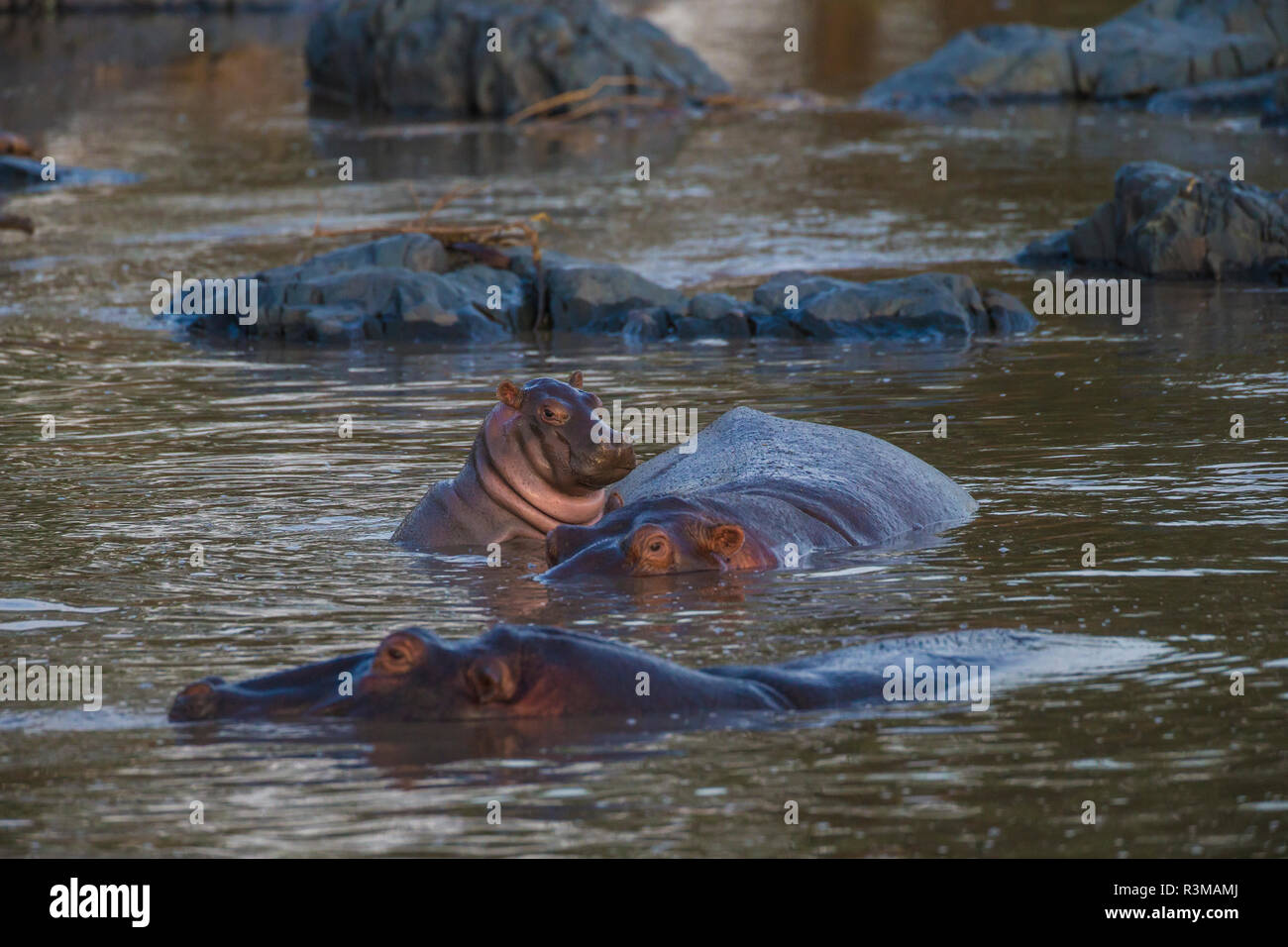 L'Africa. Tanzania. Ippopotamo (Hippopotamus amphibius), il Parco Nazionale del Serengeti. Foto Stock