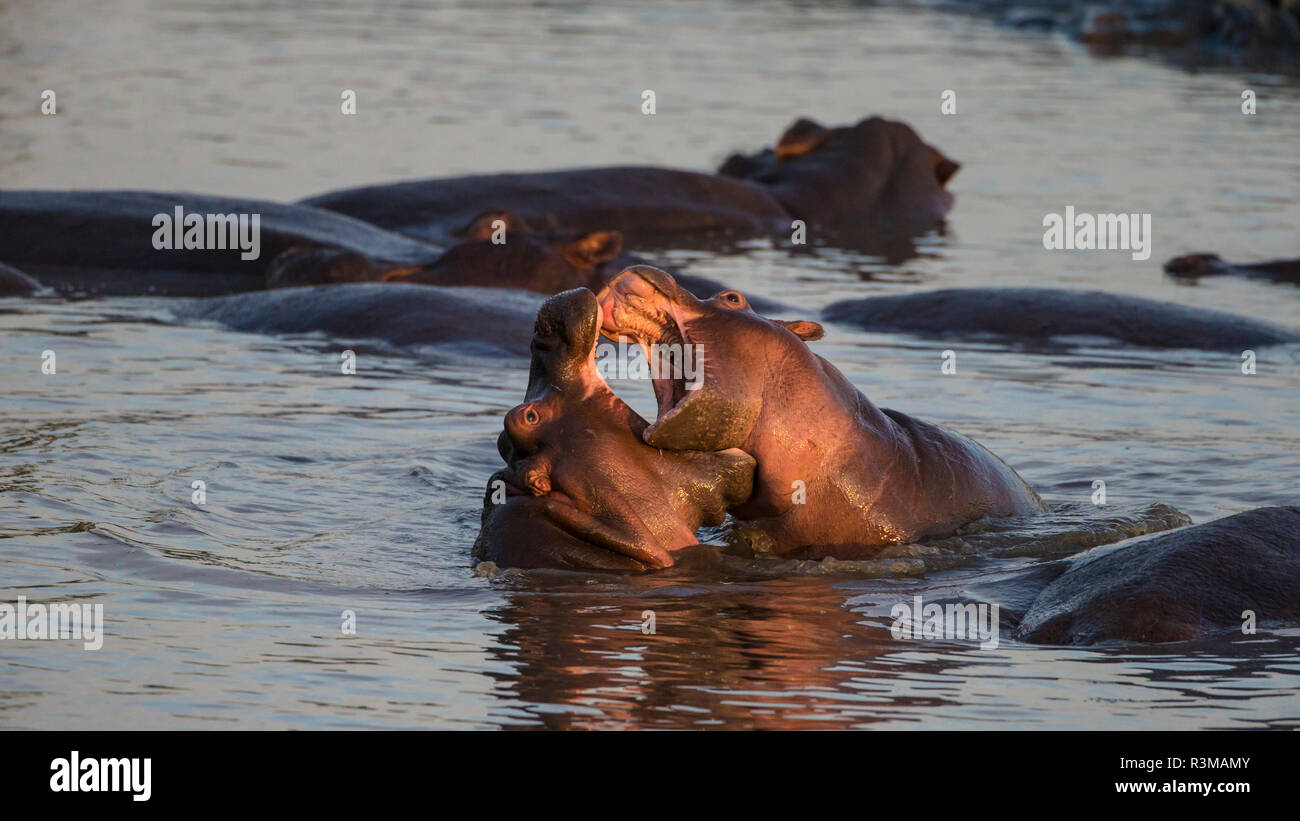 L'Africa. Tanzania. Ippopotamo (Hippopotamus amphibius), il Parco Nazionale del Serengeti. Foto Stock