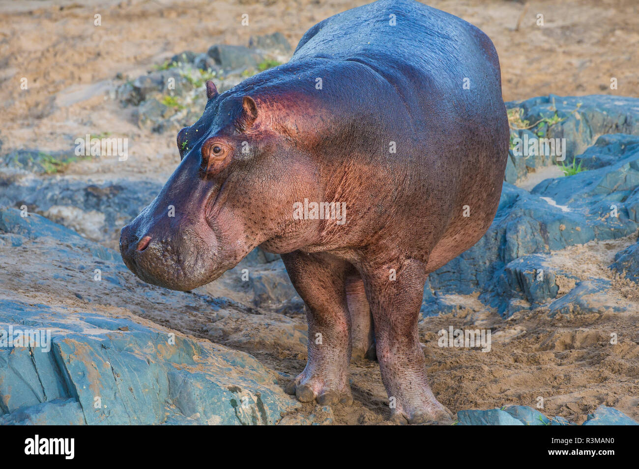 L'Africa. Tanzania. Ippopotamo (Hippopotamus amphibius), il Parco Nazionale del Serengeti. Foto Stock