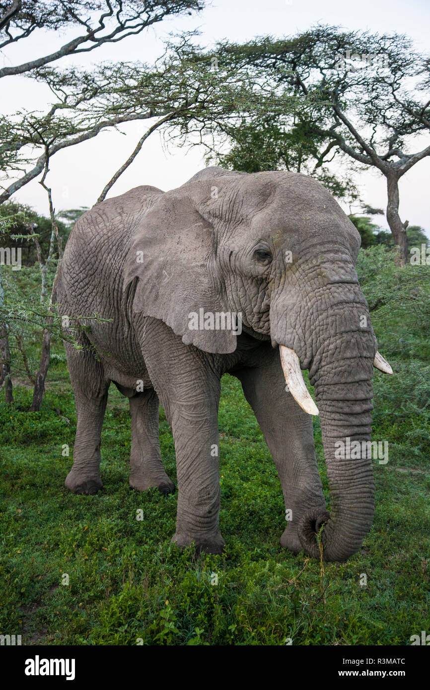 L'Africa. Tanzania. Elefante africano (Loxodonta africana) al Parco Nazionale del Serengeti. Foto Stock