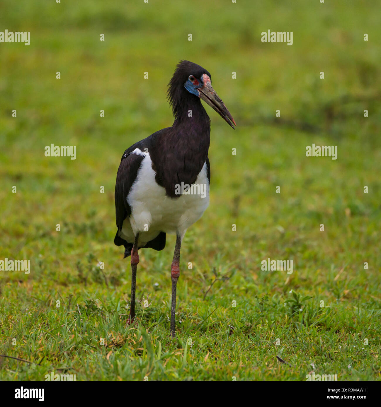 L'Africa. Tanzania. La Abdim stork (Ciconia abdimii), il Parco Nazionale del Serengeti. Foto Stock