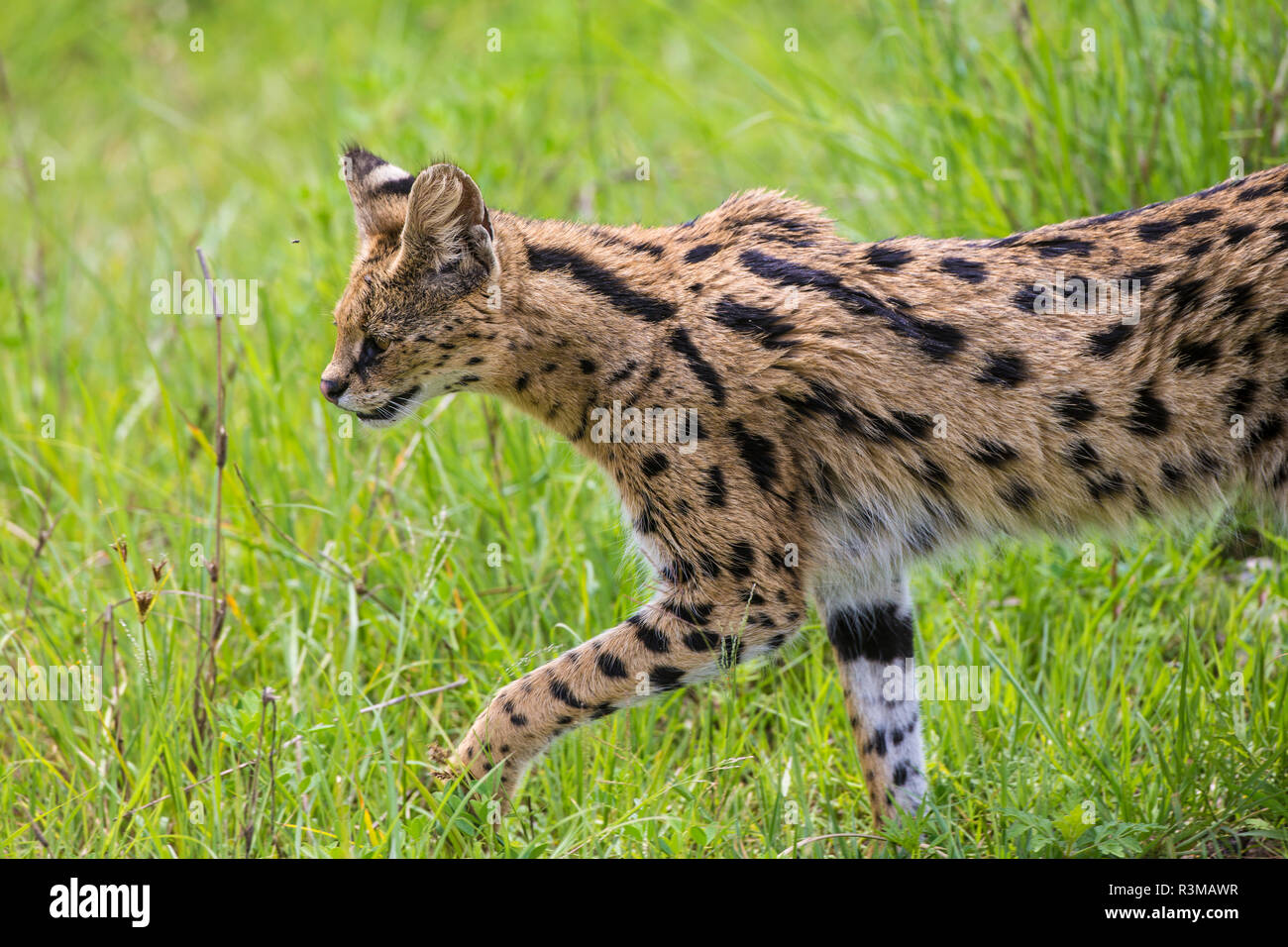 L'Africa. Tanzania. Serval cat (Leptailurus serval) caccia, Serengeti National Park. Foto Stock