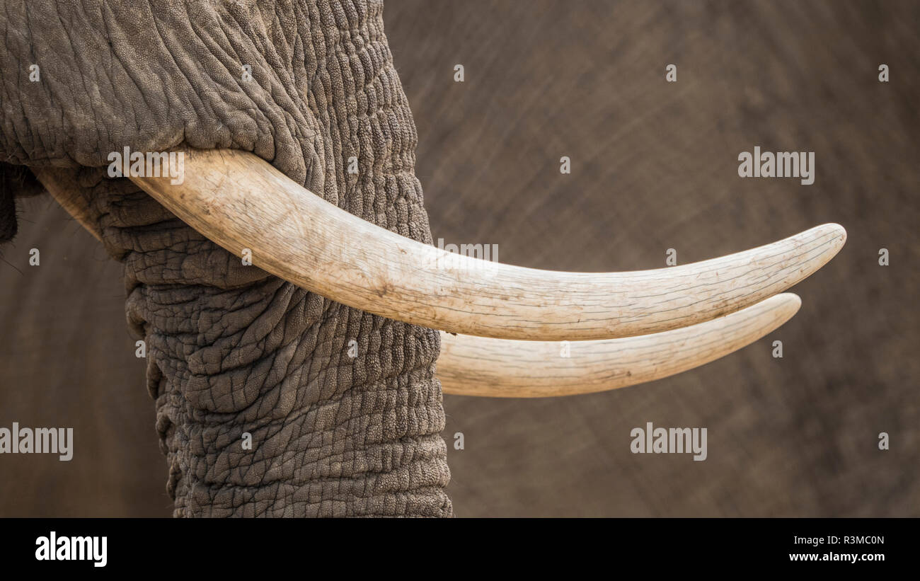 Africa, Zimbabwe, Parco Nazionale di Mana Pools. Close-up di zanne di elefante. Credito come: Bill giovani Jaynes / Galleria / DanitaDelimont.com Foto Stock