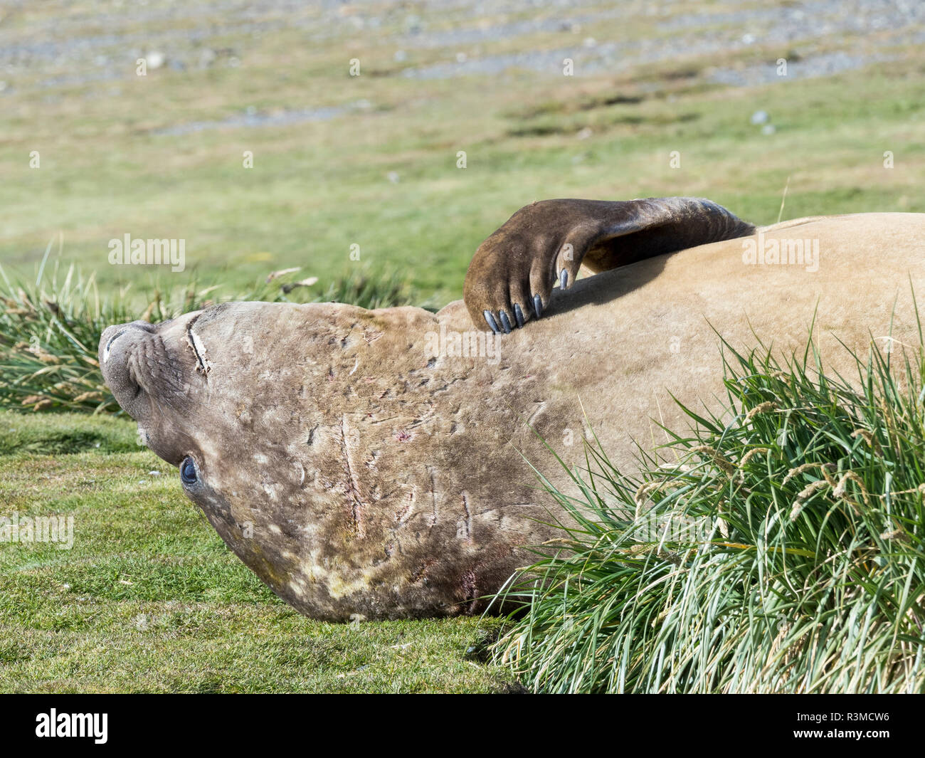 Elefante marino del sud (Mirounga leonina), Bull sulla spiaggia. Isola Georgia del Sud Foto Stock