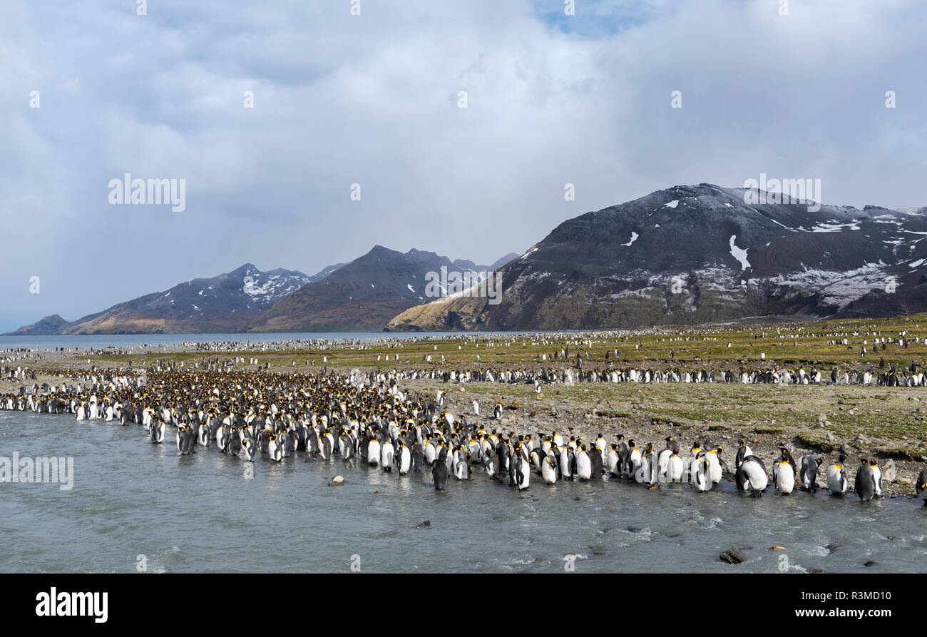 Pinguino reale (Aptenodytes patagonicus) rookery in st Andrews Bay. Adulti muta. Isola Georgia del Sud Foto Stock