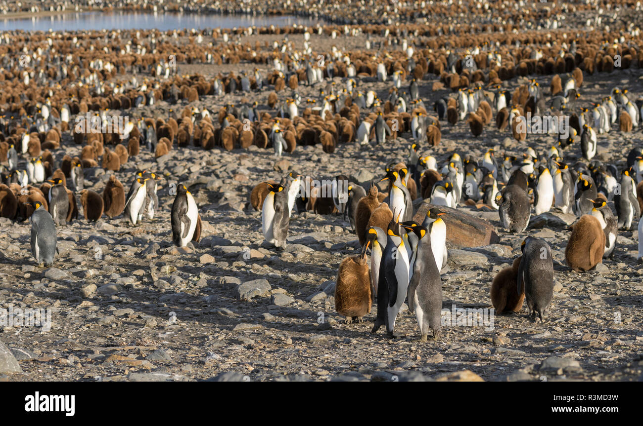Pinguino reale (Aptenodytes patagonicus) rookery in st Andrews Bay. Isola Georgia del Sud Foto Stock