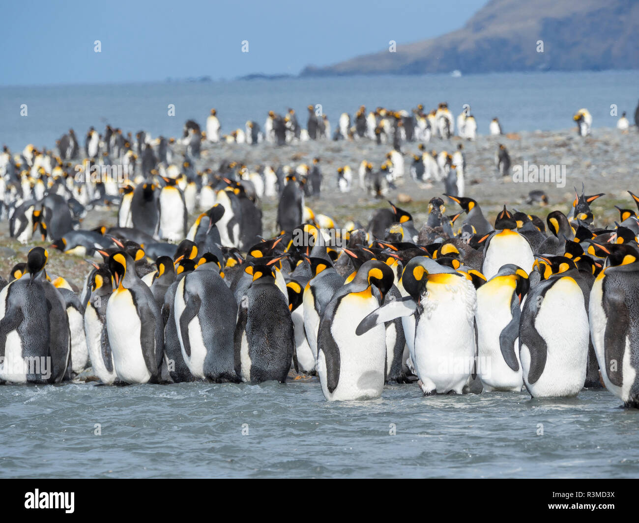 Pinguino reale (Aptenodytes patagonicus) rookery in st Andrews Bay. Adulti muta. Isola Georgia del Sud Foto Stock
